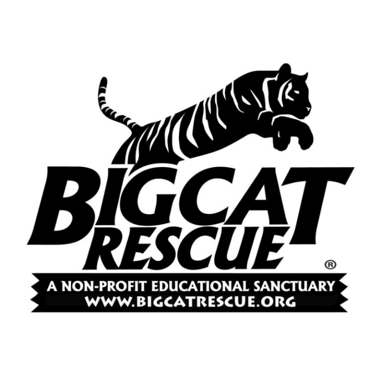 Big Cat Rescue